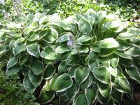 Hosta fortunei