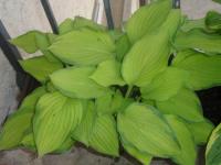 Hosta fortunei