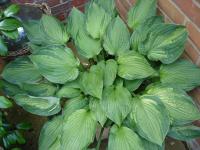 Hosta fortunei