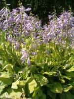 Hosta fortunei