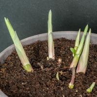 Hosta fortunei