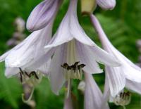 Hosta fortunei