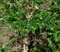 Azara à petites feuilles