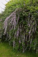 Buddleia à feuilles alternes