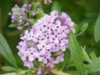 Buddleia à feuilles alternes