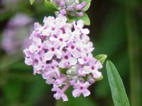 Buddleia à feuilles alternes