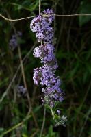 Buddleia à feuilles alternes