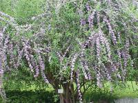 Buddleia à feuilles alternes