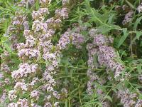 Buddleia à feuilles alternes