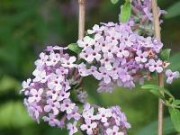 Buddleia à feuilles alternes