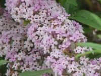 Buddleia à feuilles alternes