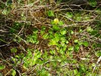 Hydrocotyle vulgaire