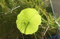 Hydrocotyle vulgaire