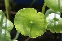 Hydrocotyle vulgaire