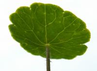 Hydrocotyle vulgaire