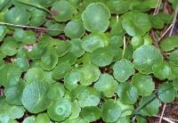 Hydrocotyle vulgaire