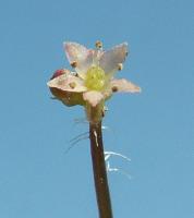 Hydrocotyle vulgaire