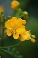 Cassia très florifère