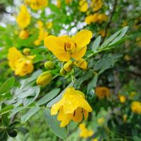 Cassia très florifère