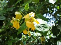 Cassia très florifère