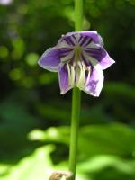 Hosta ventricosa