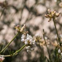 Dorycnie à cinq feuilles