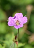 Géranium de Wallich