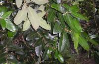 Eucryphia cordifolia