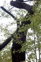 Arbre au liège de l'Amour