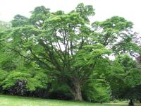 Arbre au liège de l'Amour