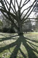 Arbre au liège de l'Amour