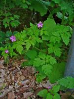 Géranium Herbe à Robert