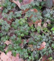 Géranium Herbe à Robert