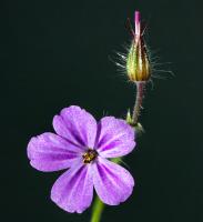 Géranium Herbe à Robert