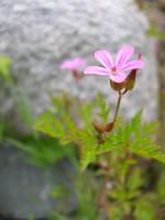 Géranium Herbe à Robert