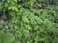 Géranium Herbe à Robert