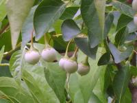 Styrax du Japon