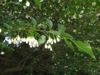 Styrax du Japon