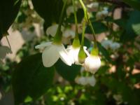 Styrax du Japon