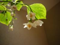 Styrax du Japon