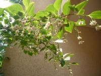 Styrax du Japon