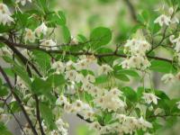 Styrax du Japon