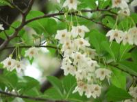 Styrax du Japon