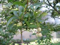 Styrax du Japon