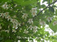 Styrax du Japon