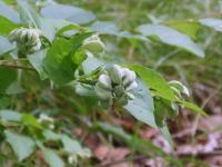 Styrax du Japon