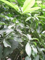 Schefflera heptaphylla