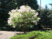 Lilas à fleurs de jacinthe