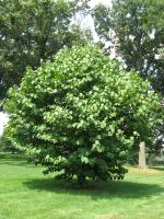 Styrax à grandes feuilles