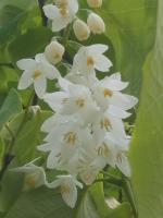 Styrax à grandes feuilles